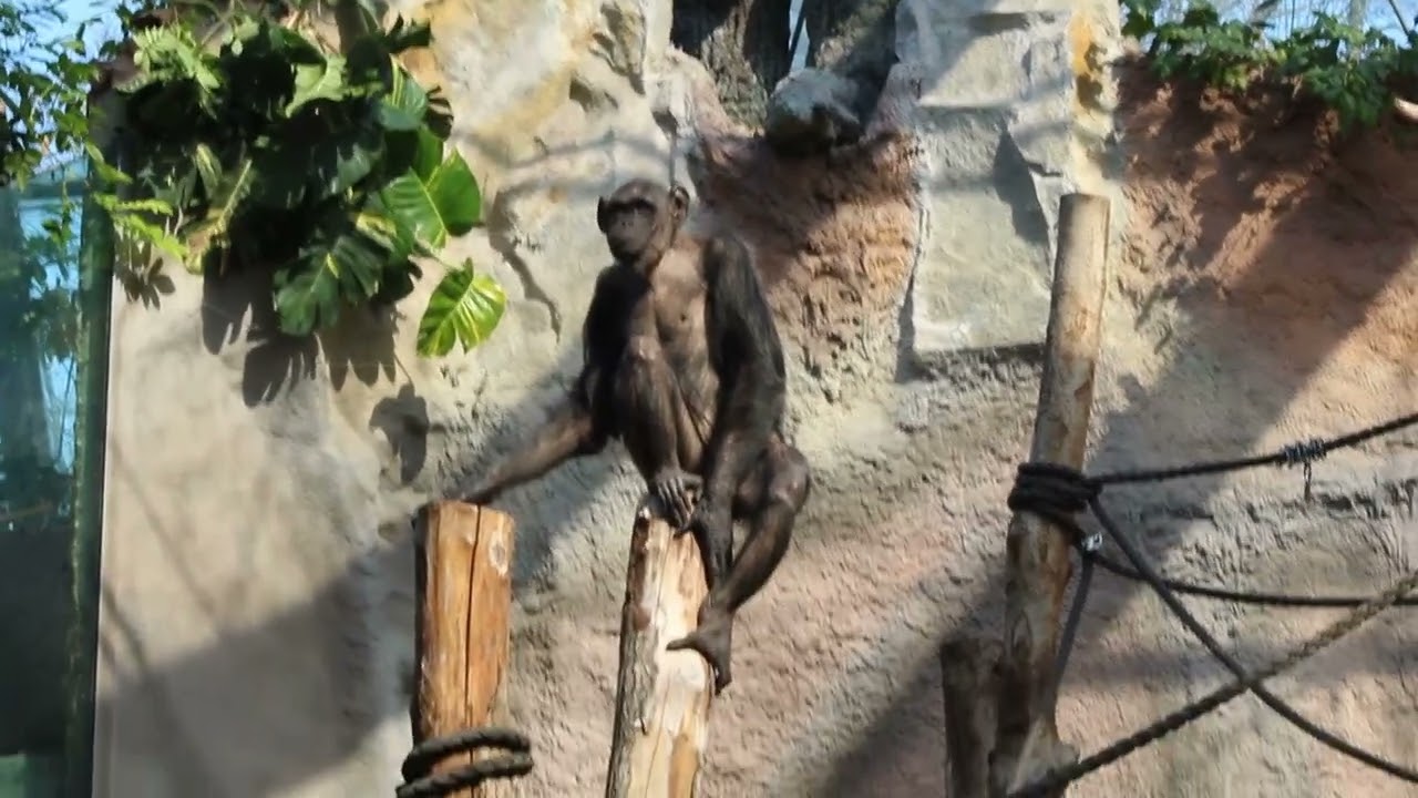 Schimpansen Nachwuchs im Tierpark Hellabrunn und Orang-Utan