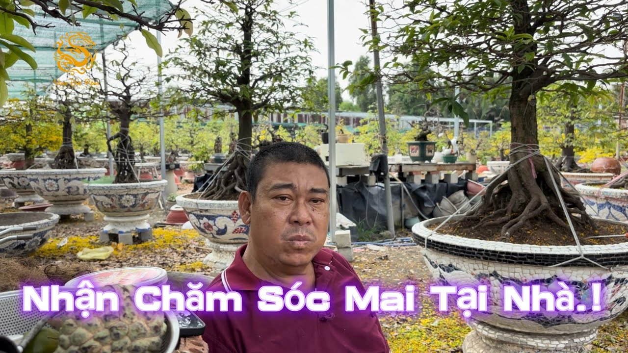 🐉Vườn Mai Phương Bình triển khai thêm dịch vụ chăm sóc Mai Vàng tại nhà tận vườn|Vùng Đất Rồng 