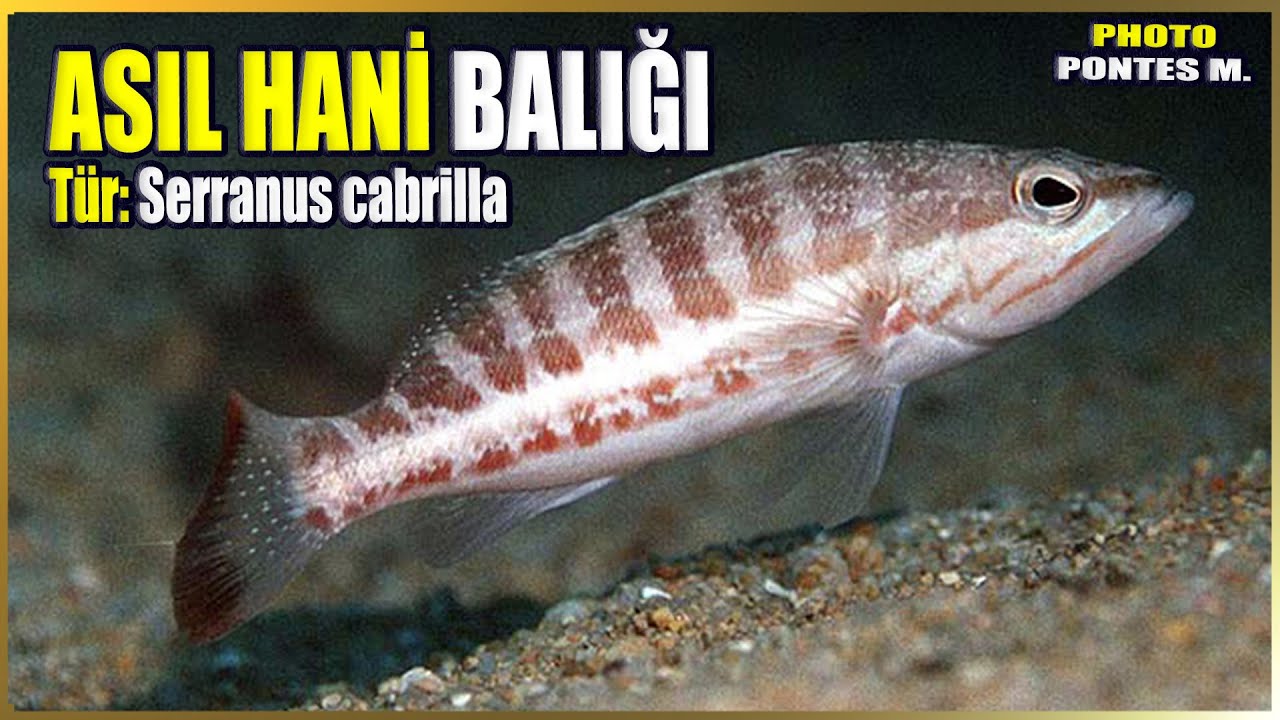 Asıl Hani Balığı Hakkında Bilgi | Serranus cabrilla | Akdeniz Balıkları
