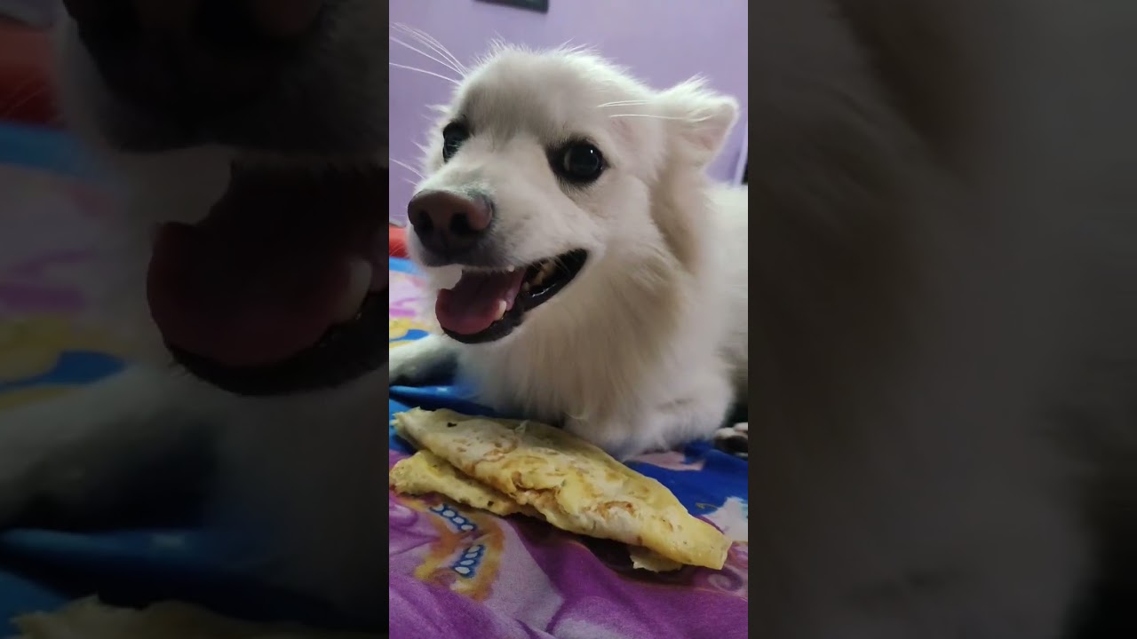 #viral #dog