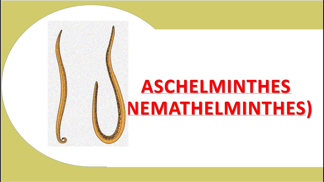Aschelminthes | Nemathelminthes