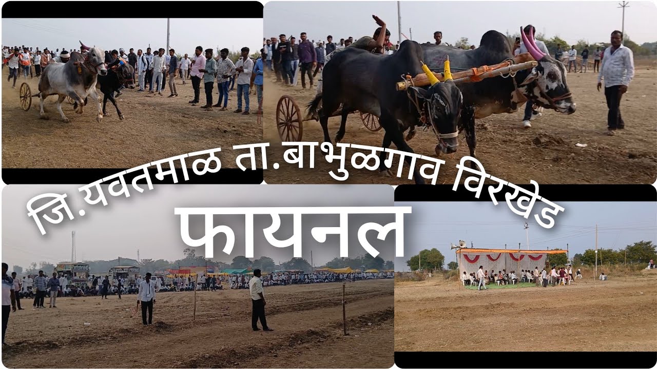 Shankar Pat]Virkhed Shankar Bailgada sharyat जि.यवतमाळ ता.बाभुळगाव विरखेड #bailgadasharyat 