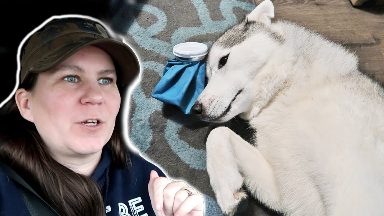 Husky Hurt her Face