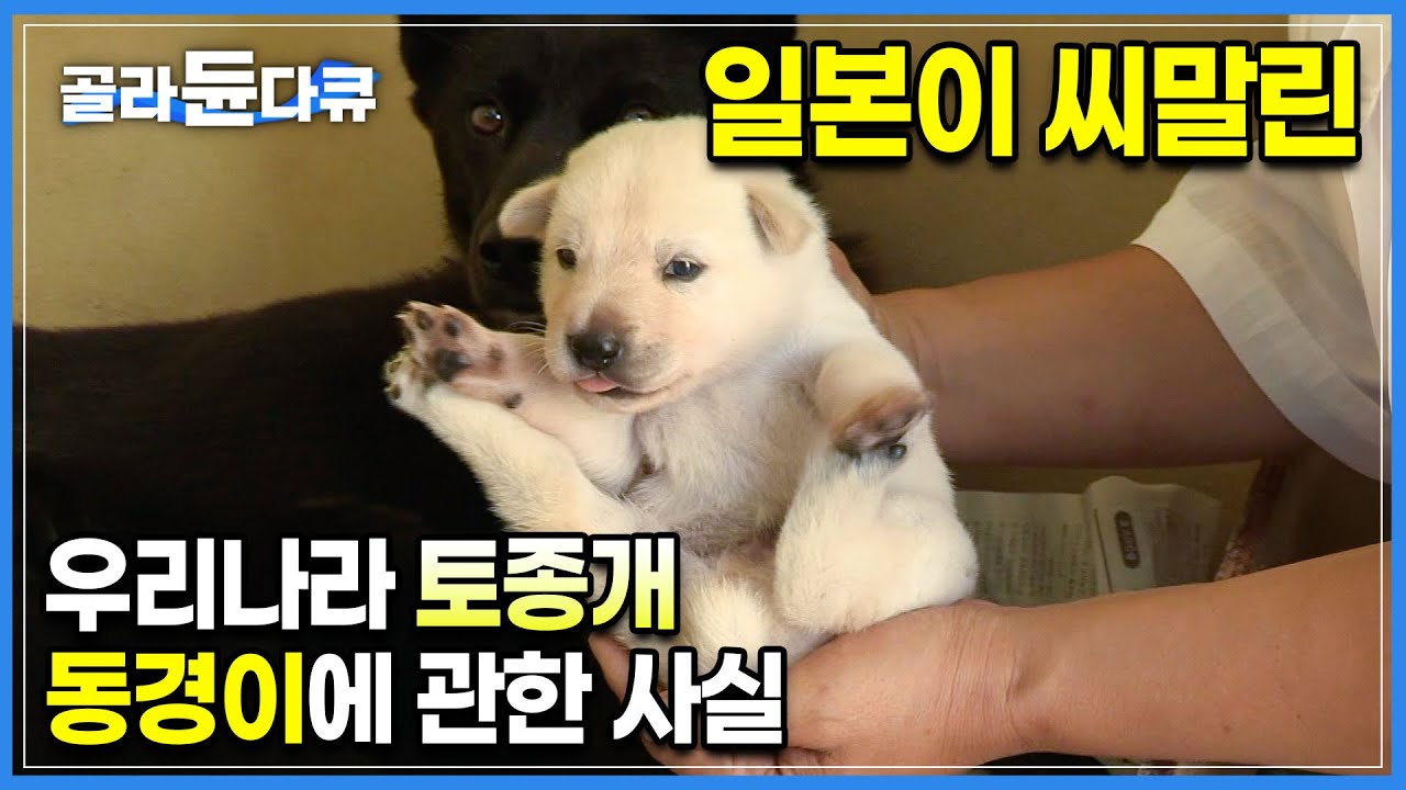 일본 개와 닮았다는 이유로 일제가 대량학살한 우리나라 토종개🐶 멸종될뻔한 신라시대 왕들의 반려견 '동경이'에 관해 몰랐던 사실ㅣ전설의 신라 댕댕이ㅣ#골라듄다큐