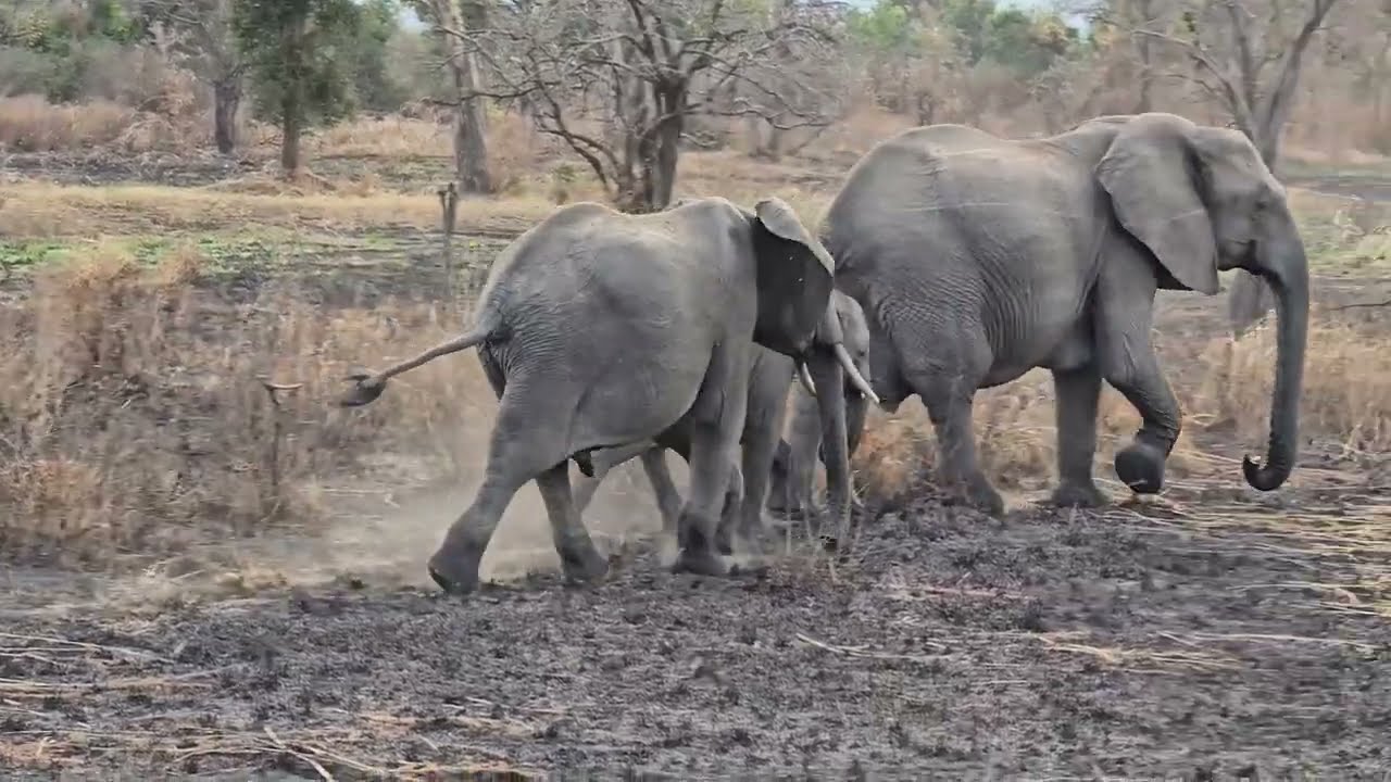Tansania 2024 - Safari im Mikumi-Nationalpark