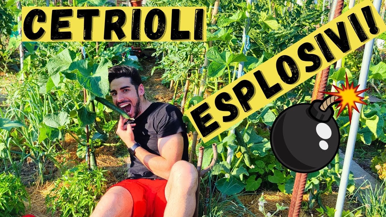 POTATURA DEI CETRIOLI: Il Segreto per una Pianta Rigogliosa!
