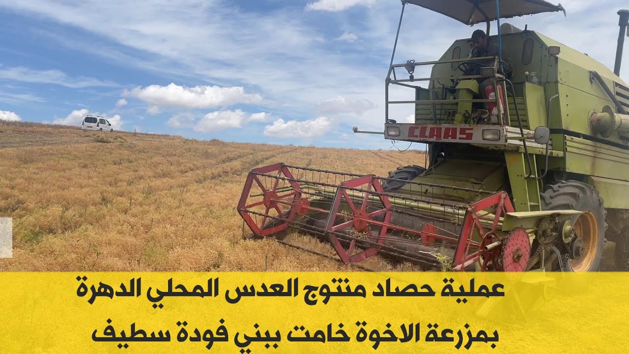شاهد عملية حصاد منتوج عدس الدهرة بمزرعة الاخوة خامت ببني فودة  بسطيف