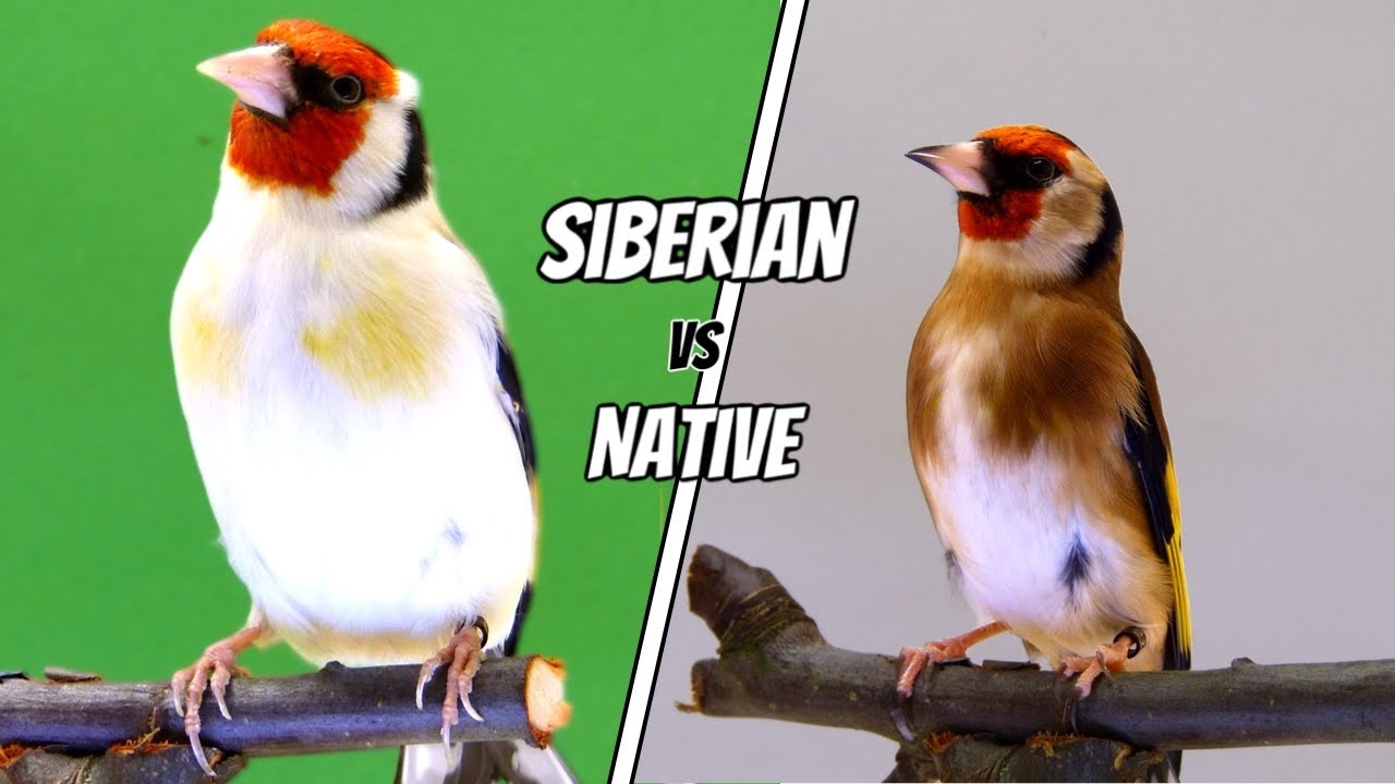 Siberian vs European Goldfinch - What’s the difference?
