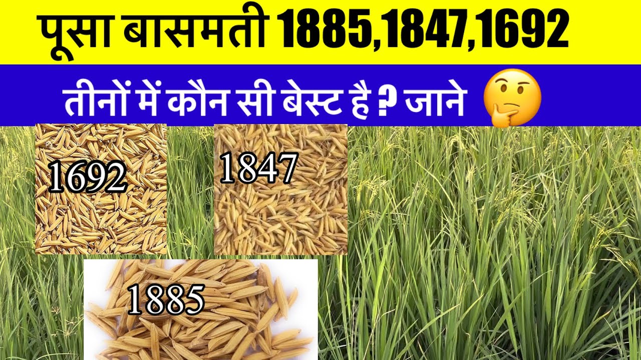 Pusa basmati 1885,1847,1692 में कौन सी बेहतर है ! | pusa basmati 1885,pusa basmati 1847, pusa1692