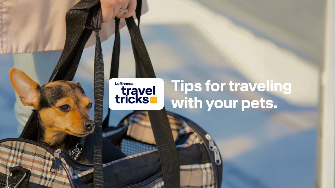 Traveling with Pets: Cabin vs Hold, Prep Checklist | Lufthansa Travel Tips​