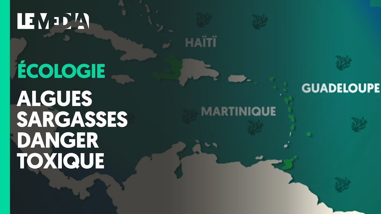 LES ALGUES SARGASSES : DANGER TOXIQUE