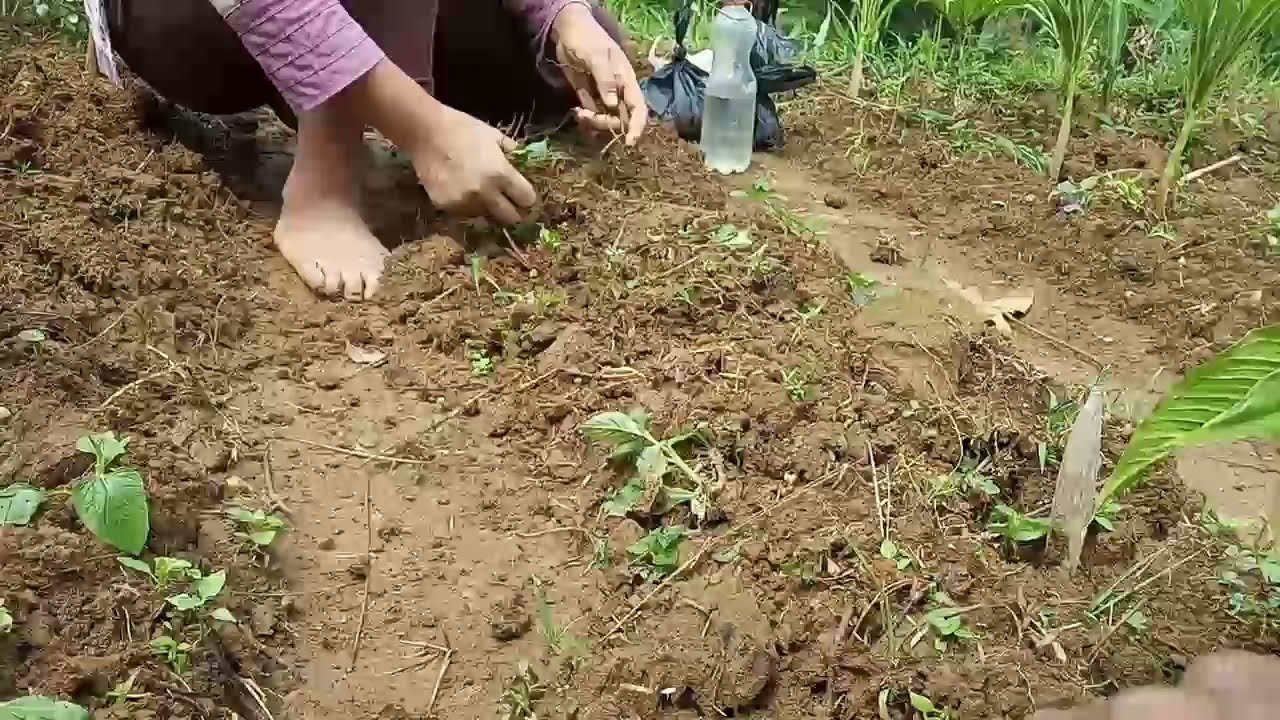 rutinitas didesa pergi kekebun | story anak desa