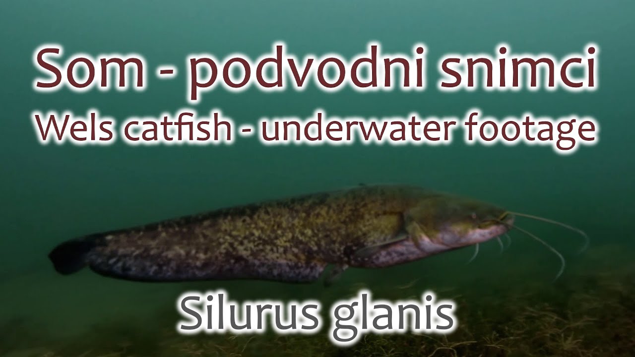 Som - Wels Catfish (podvodni snimci - underwater footage)
