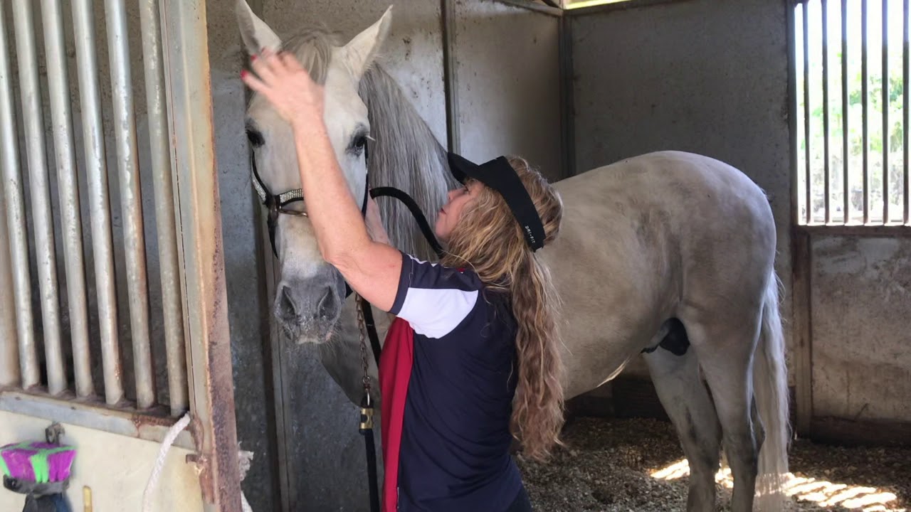 Imperial Andalusian Farm and Horses