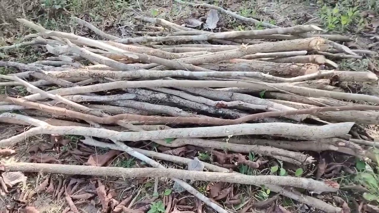 हम लकड़ी और पत्ते लेने गए थे।We had gone to bring wood and leaves. @JogimadhiKOYA 