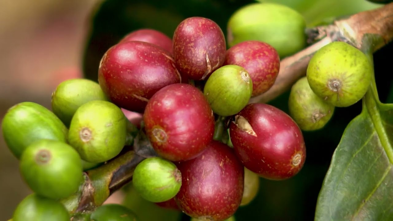 Control de antracnosis en café - La Finca de Hoy