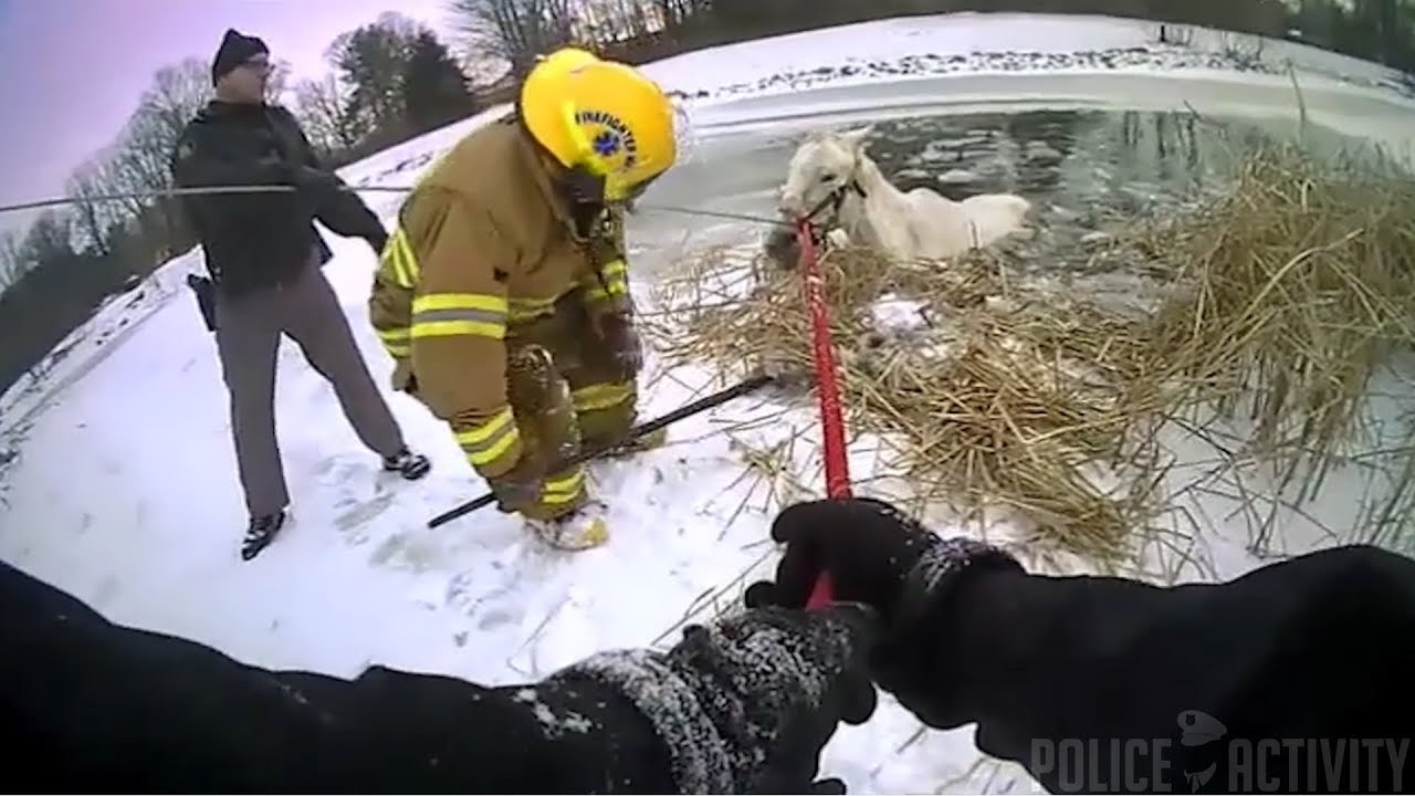 Deputies And Firefighters Rescue Horse From Frozen Pond