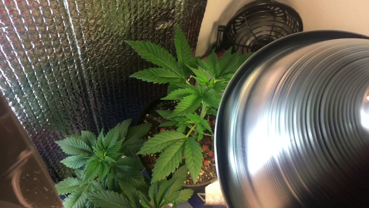 Cheap Micro Cannabis Grow