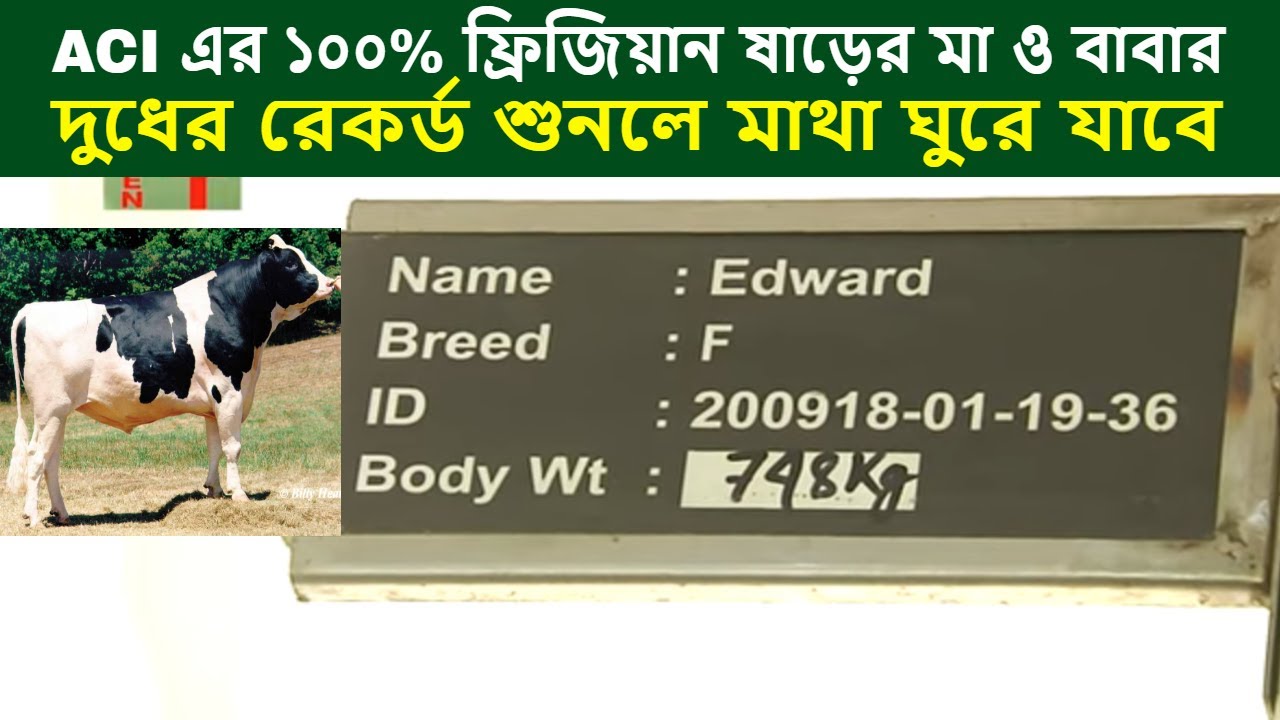 ACI এর ১০০% ফ্রিজিয়ান ষাড়ের মা ও বাবার দুধের রেকর্ড দেখুন | Frisian Bull Pedigree