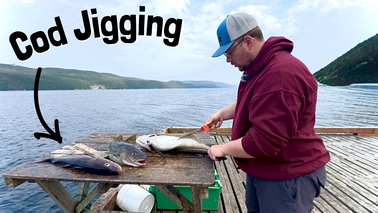 Cod Fishing A Bay FULL Of Fish ! ( Newfoundland Cod Jigging )