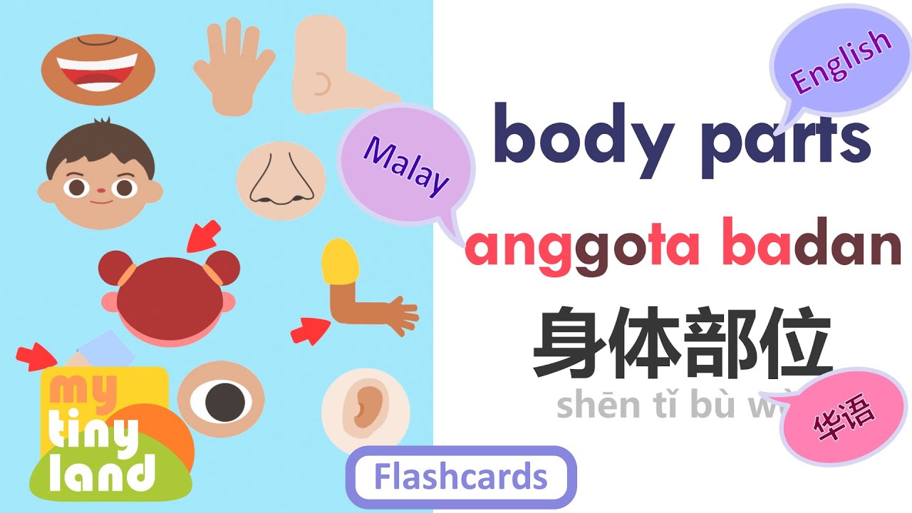 Learn Body Parts in English, Bahasa Melayu, and Chinese!| Flashcards for 3 Languages | My Tiny Land