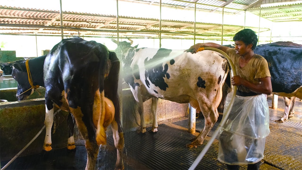 നൂറോളം പശുക്കൾ ഉള്ള കേരളത്തിലെ ഗോശാല | What's happening in this Kerala cattle farm?