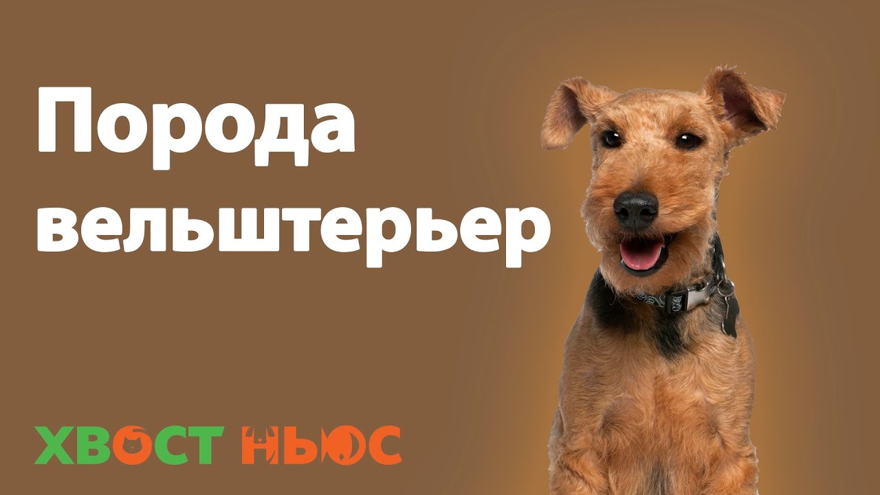 Все о породе вельштерьер
