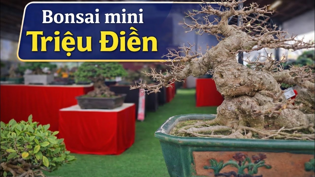 Triệu Điền 2:Sửng sốt dàn Bonsai mini kiệt xuất tại triển lãm Mộc Thạch Kỳ Viên -Triệu Điền 2/2026