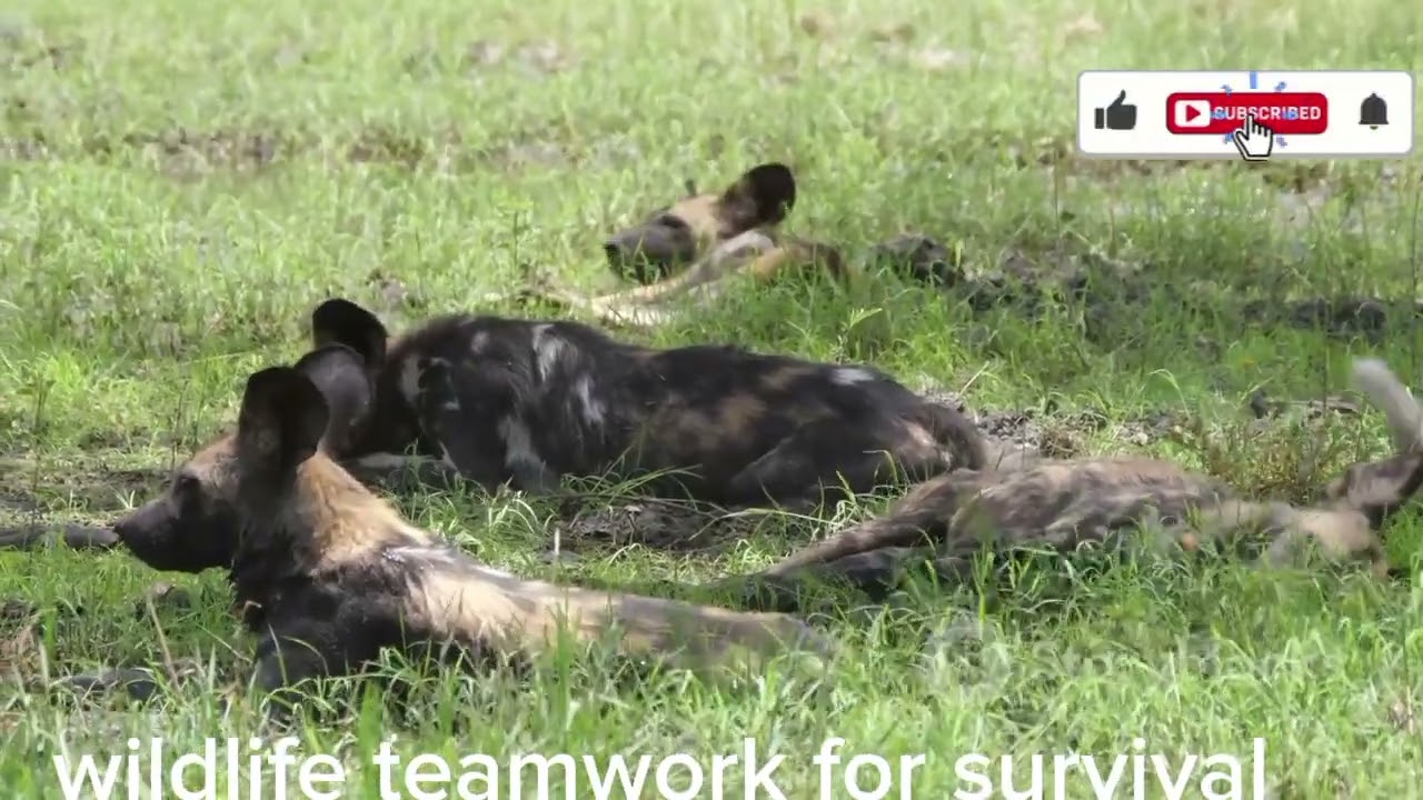 wildlife teamwork for survival 