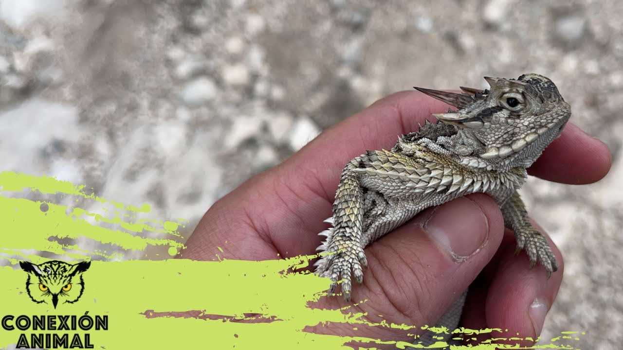 Lagarto cornudo o Camaleón.