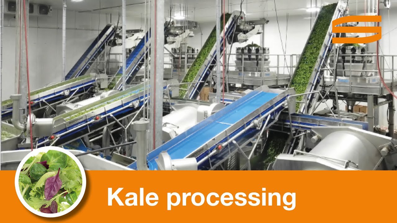 Kale processing line - Sormac