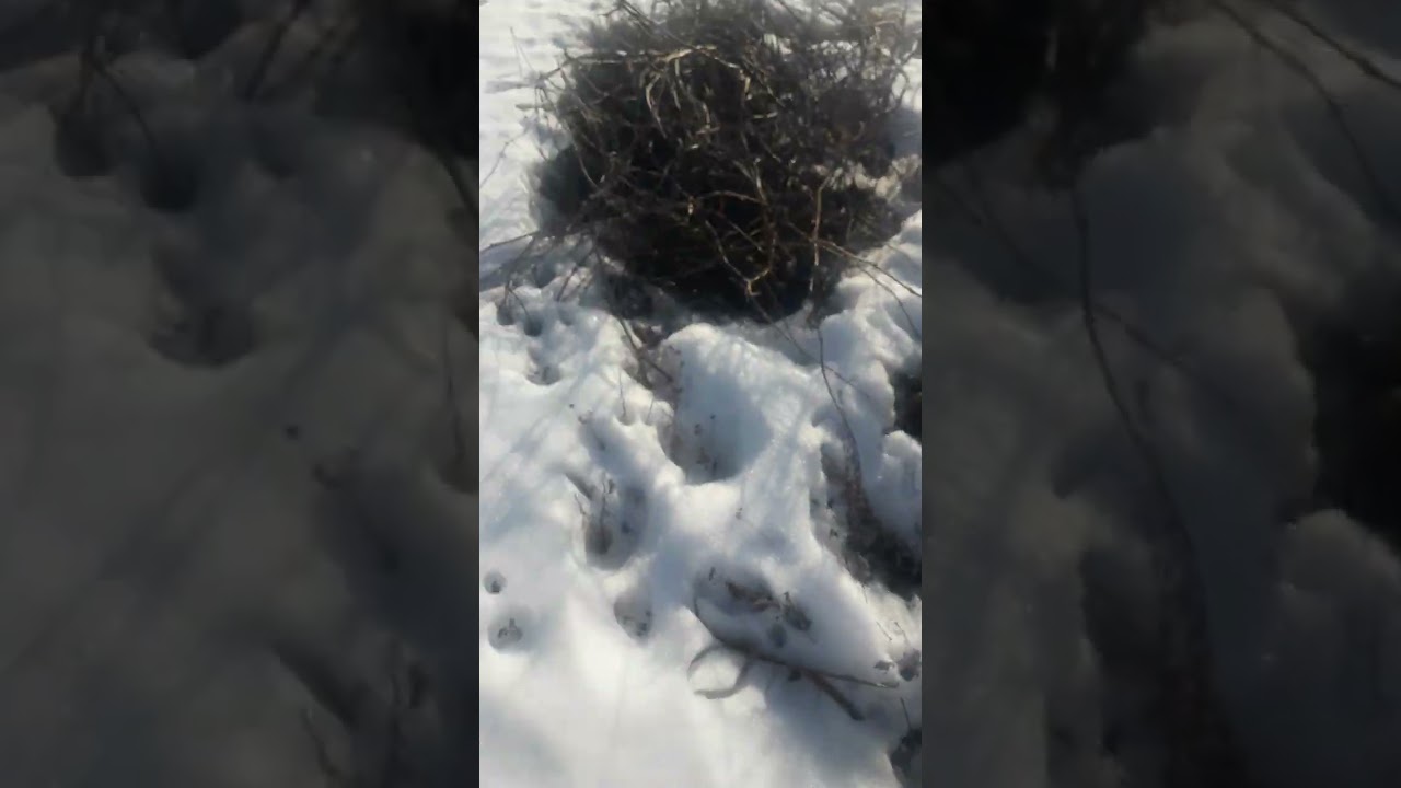 Гуляю в деревне записываю видео будни Фронзена