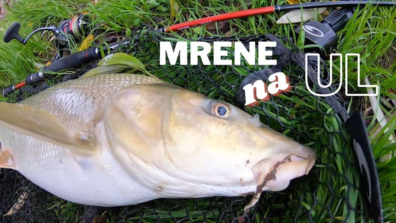 mrene na UL