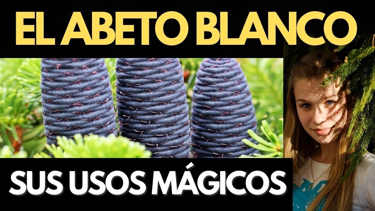 Propiedades mágicas y terapéuticas del abeto (Abies alba)