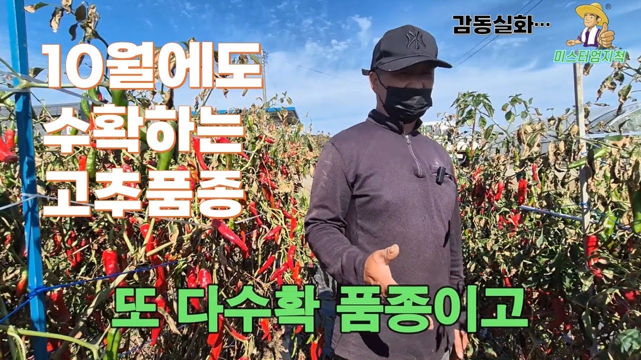 끝물 고추? 오히려 좋아! 후기 수확까지 우수한 'FCS칼라탄골드'
