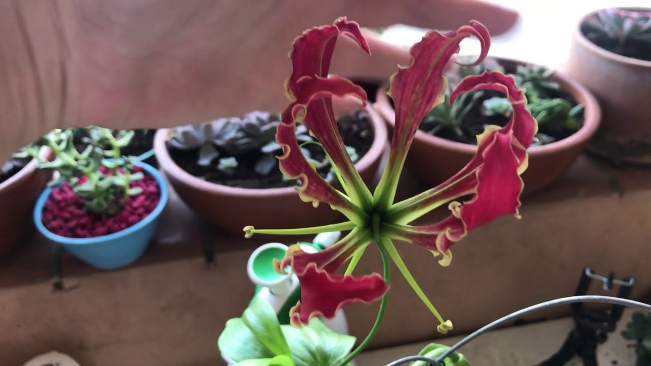 Gloriosa rothschildiana - trepadeira Gloriosa