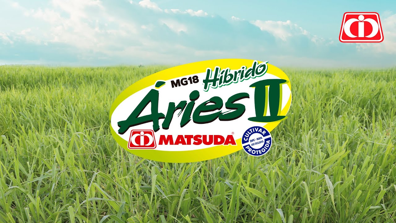 Panicum Maximum MG18 Áries 2 l Capim indicado para regiões frias