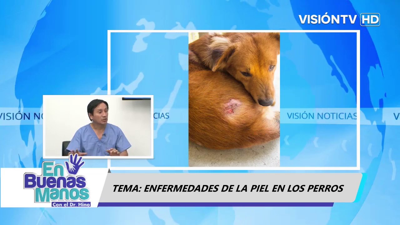 En Buenas Manos - ENFERMEDADES DE LA PIEL EN LOS PERROS (Dr. Efrain Matos) Programa 14 - Parte 1
