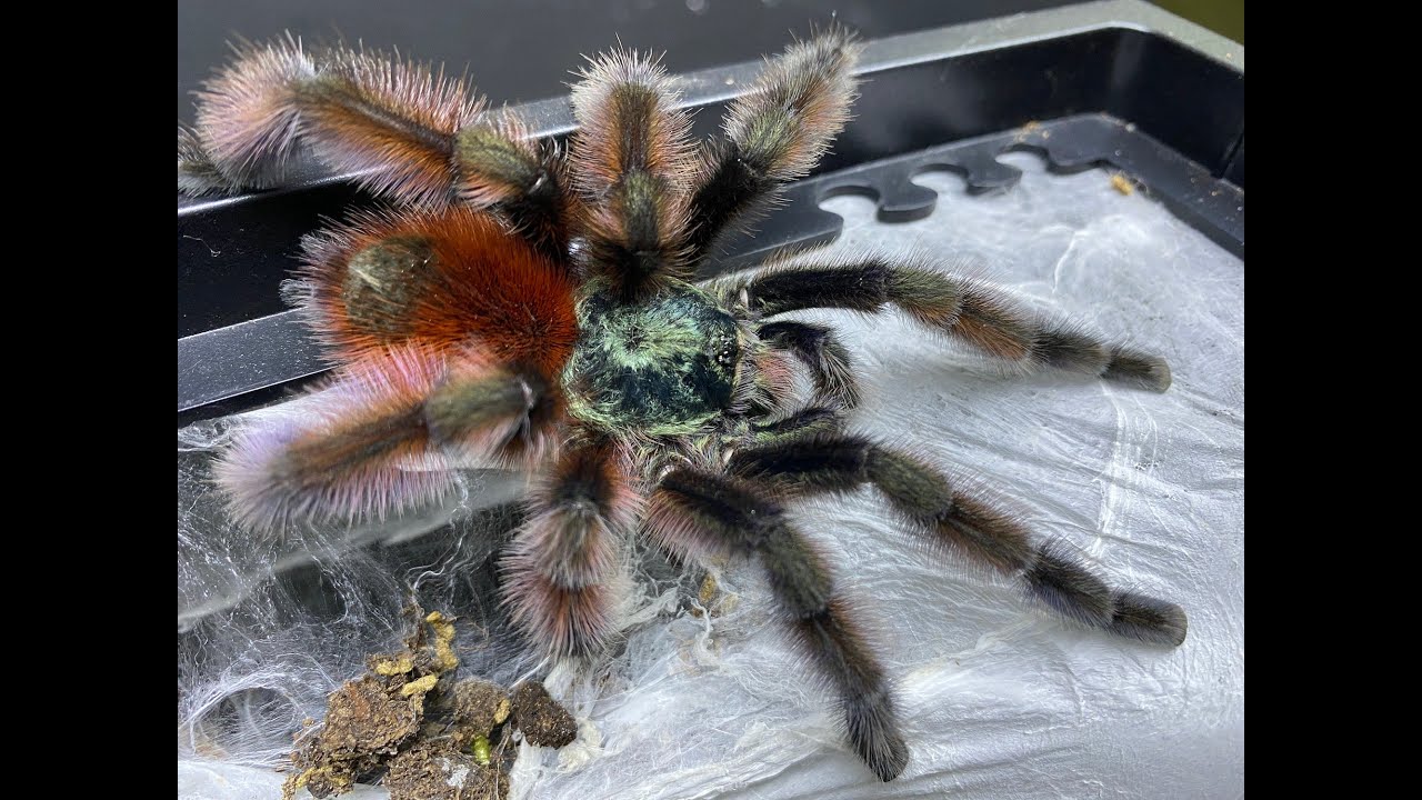 Caribena versicolor egg sac removal