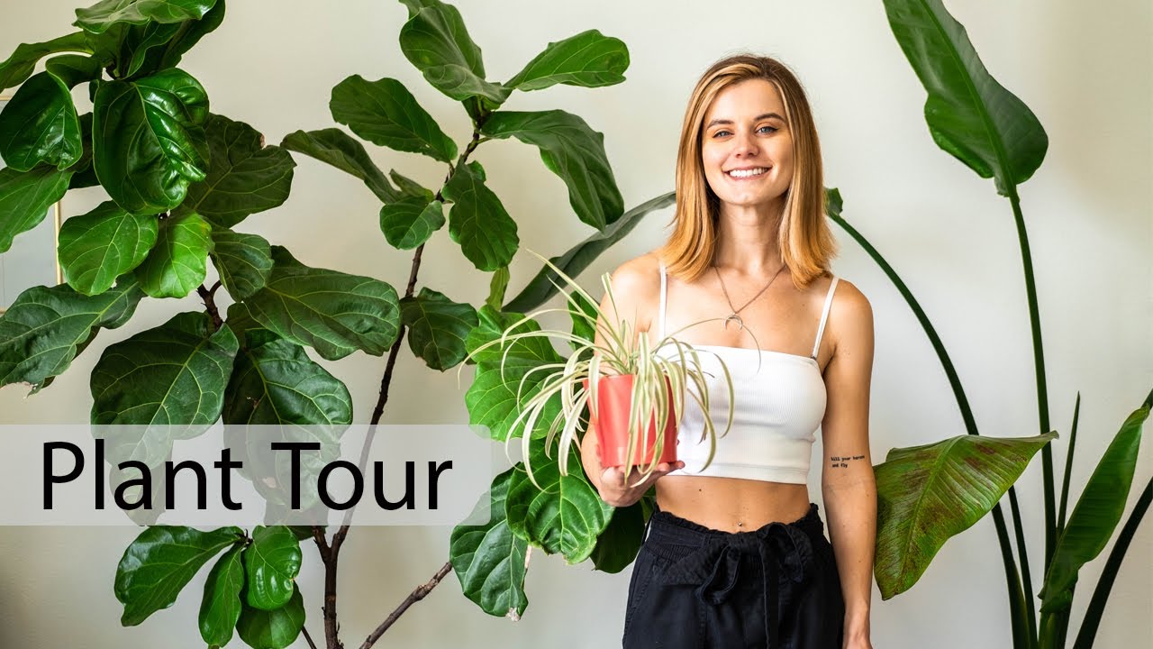 Plant Tour! | Indoor & Outdoor Tropical Plants & Cacti Collection
