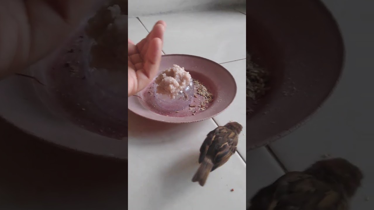 Day 34 : Learning remove seeds routine