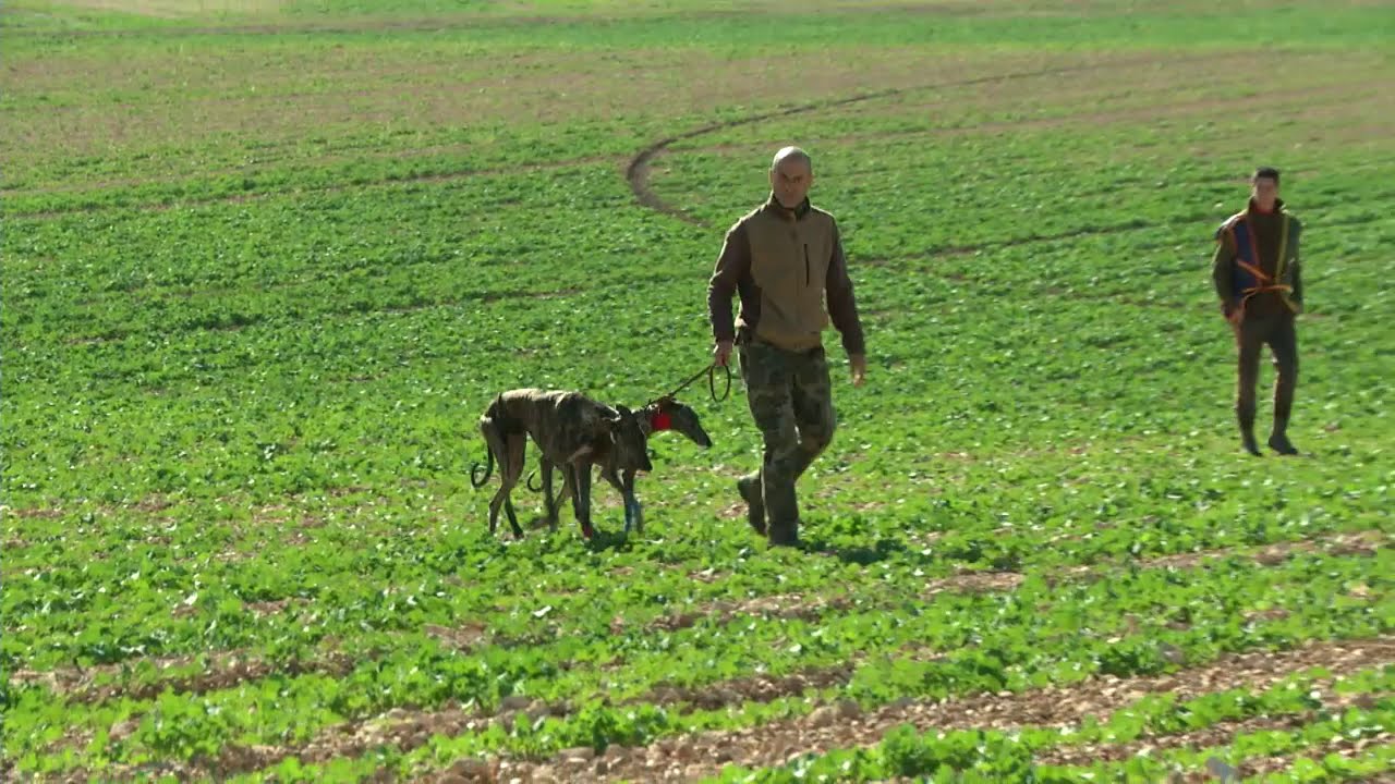 Carreras de Galgos. Tras las liebres en Albacete. Greyhound racing. After the hares in Albacete