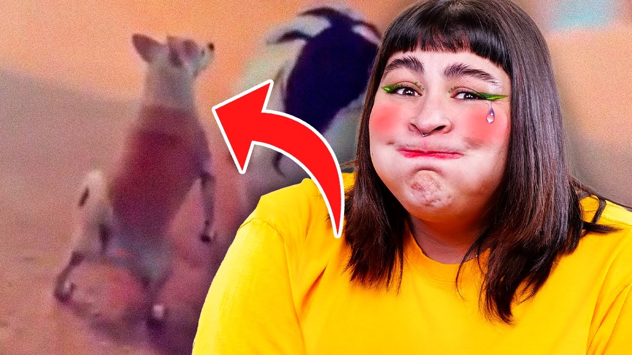 Si reaccionas a estos videos ¡Pierdes!