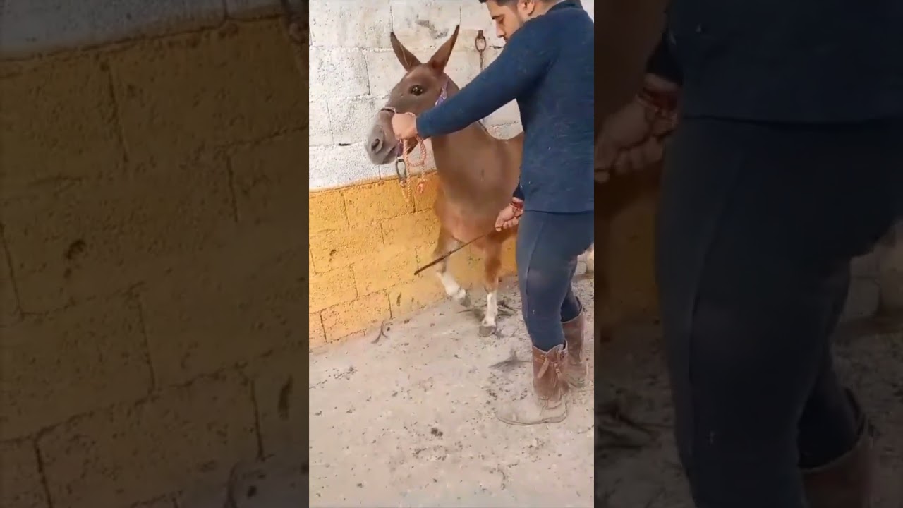 Mule doing the Courbette #shorts#shortvideos#mule#muli#muladeiros#muares#horseshow#equestrian #rider