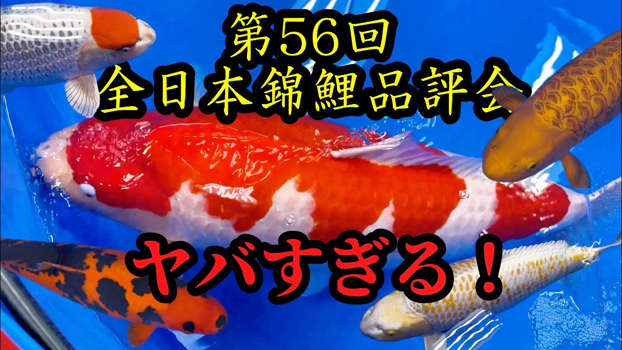 『全日本』世界一を決める錦鯉品評会！ここでしかみられない錦鯉がヤバすぎる！#koi #nishikigoi #錦鯉 #全日本錦鯉品評会
