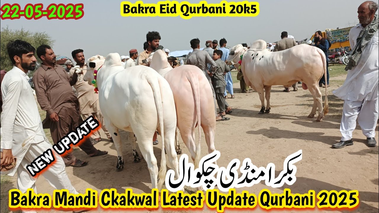 Cow Mandi Chakwal- Part03 -Qurbani collection- 22-05-25|Fateh Jang Bull - - Bhatta Chowk Mandi