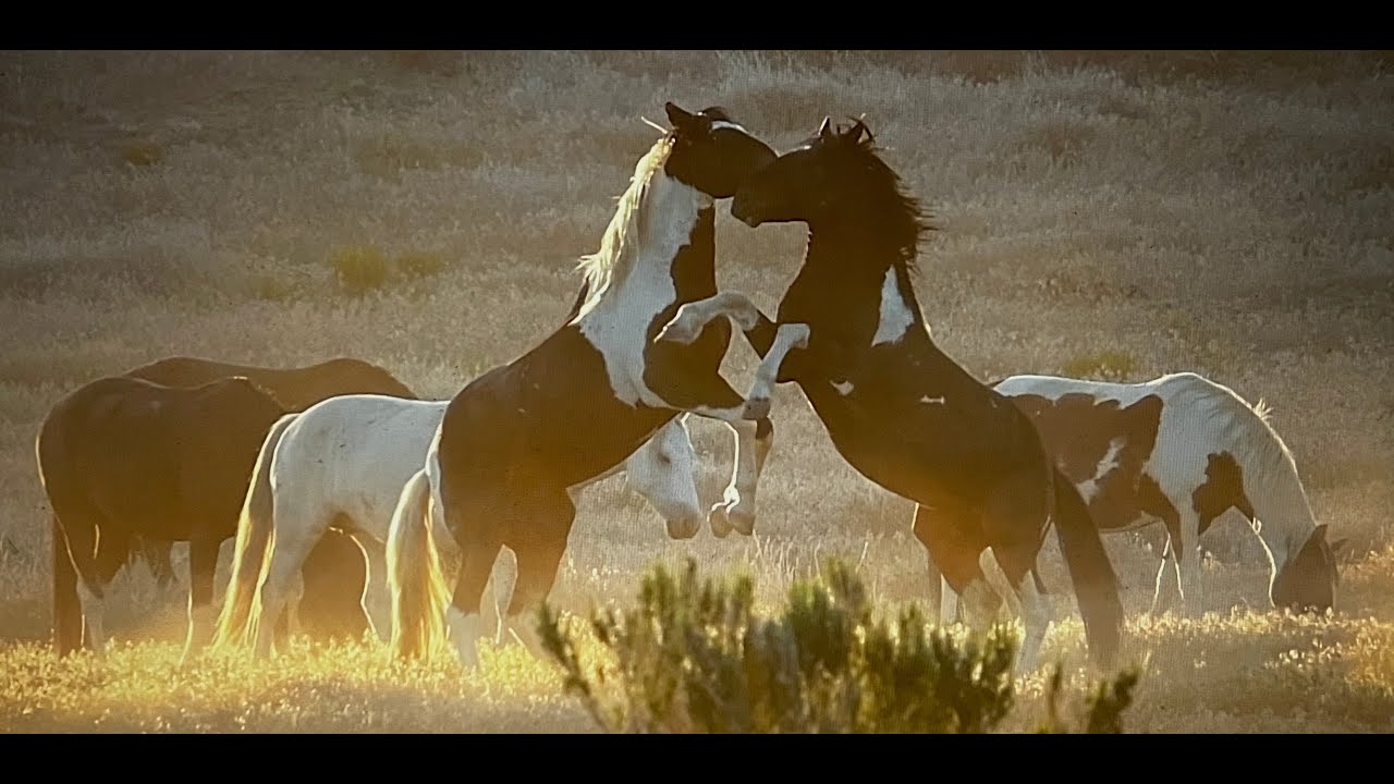WILD HORSES OF AMERICA S2 E31 Onaqui Wild Horses in Early Morning Light in Utah by Karen King