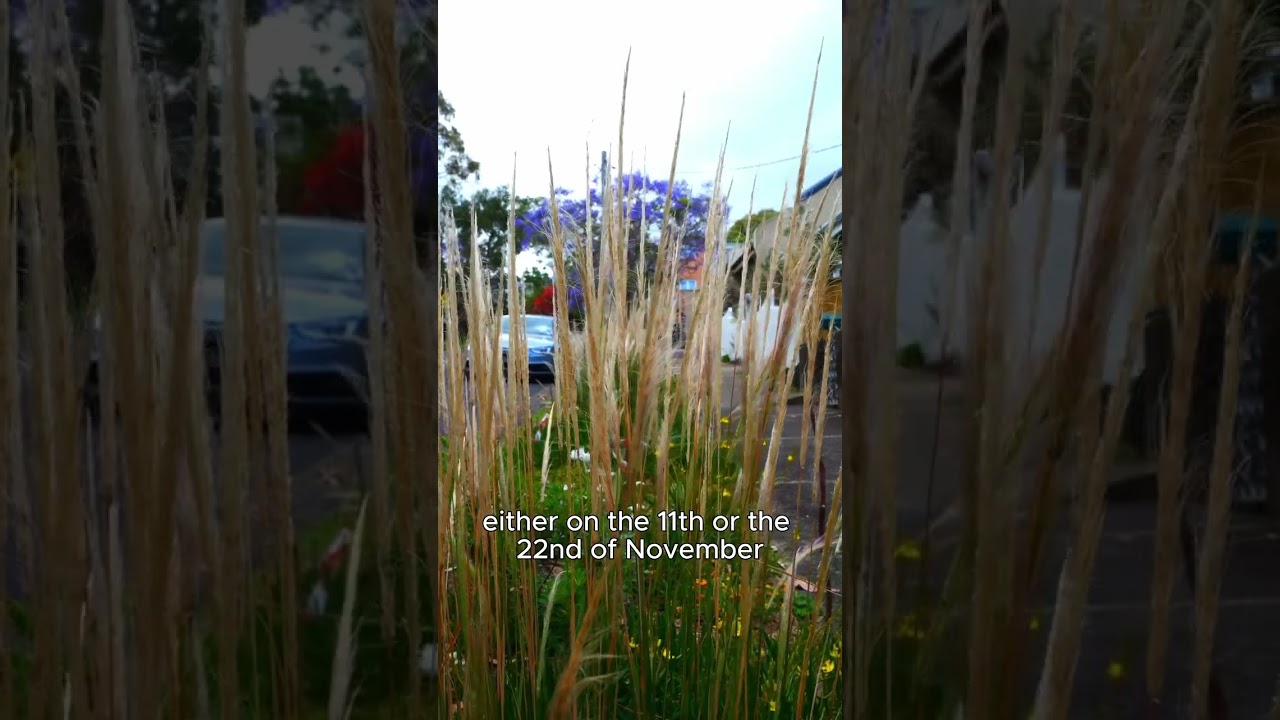 Inner West Miwa Gawaian Living Streets Verge Garden Competition