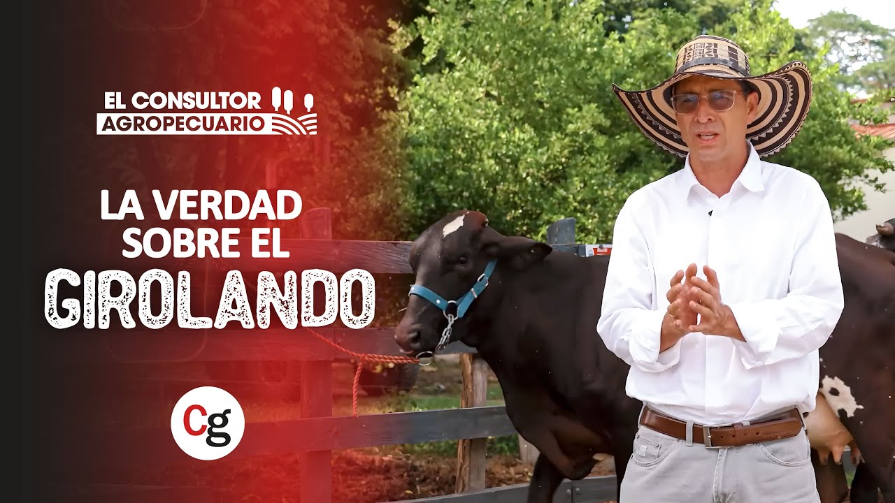 #ElConsultorAgropecuario La Raza Girolando