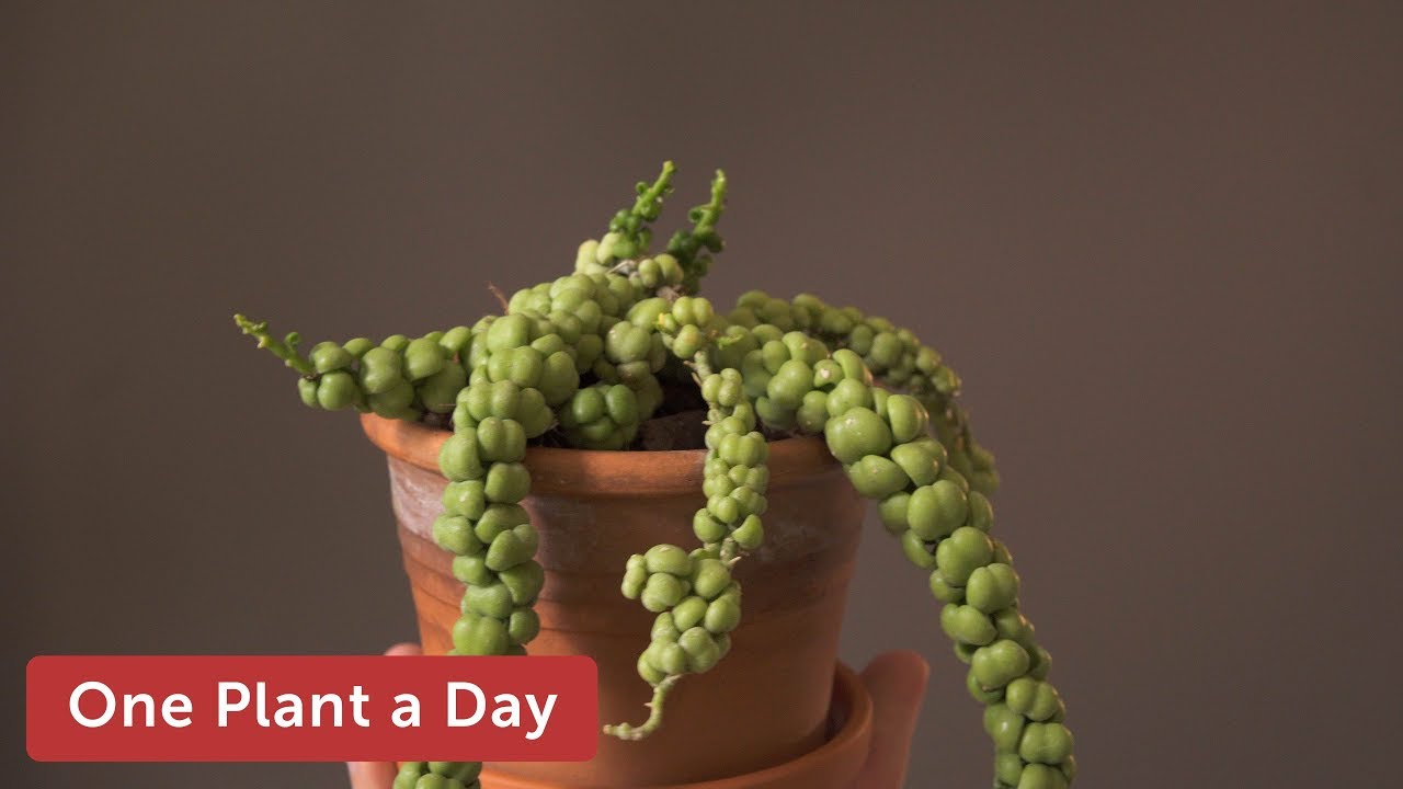 Dischidia nummularia 'Ideaminubu' Houseplant Care — 208 of 365